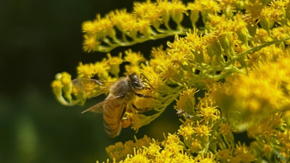 A close-up shot of a honeybee collecting pollen from bright yellow golden flowers against a soft, blurred green background.