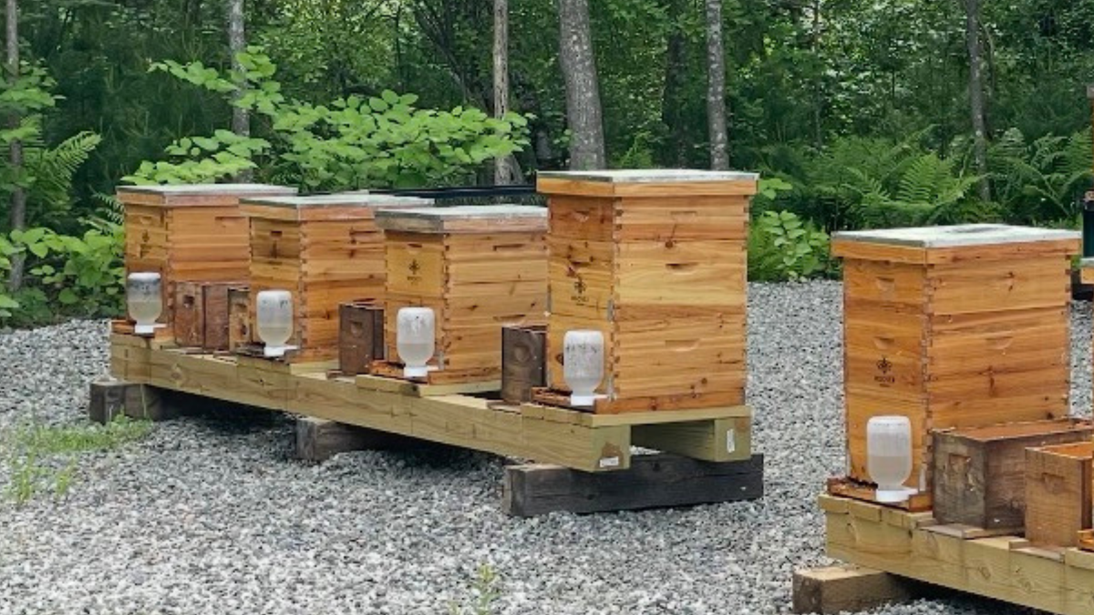Wooden beehive boxes on wooden frames outdoors on a gravel surface, with a forest background and small white jars placed in front of some hives.