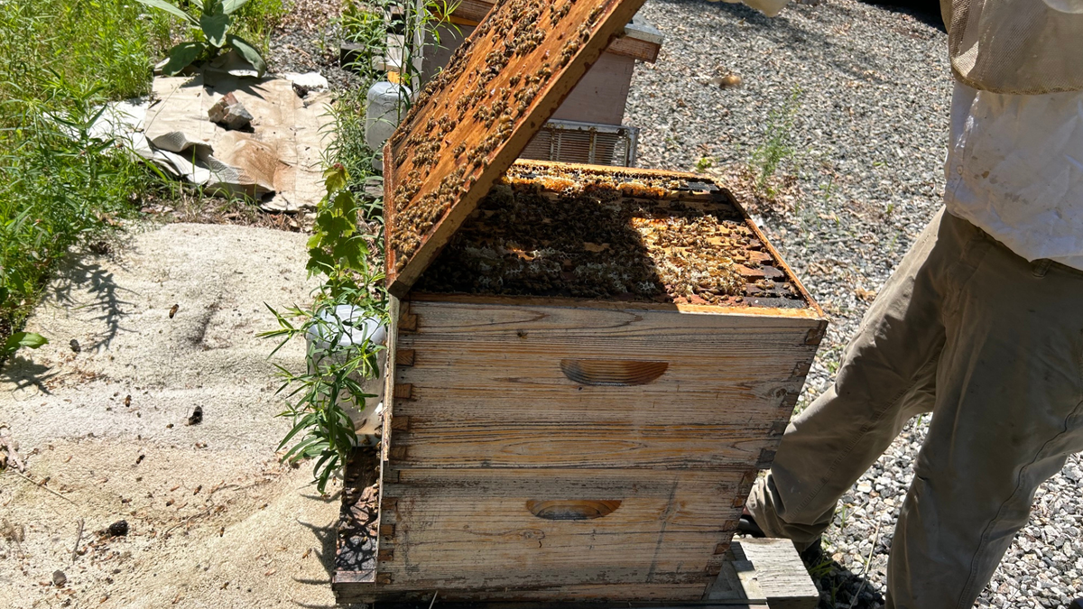 A wooden beehive box with the lid open, showing bees and honeycomb frames inside, set outdoors on gravel next to a person wearing protective clothing.