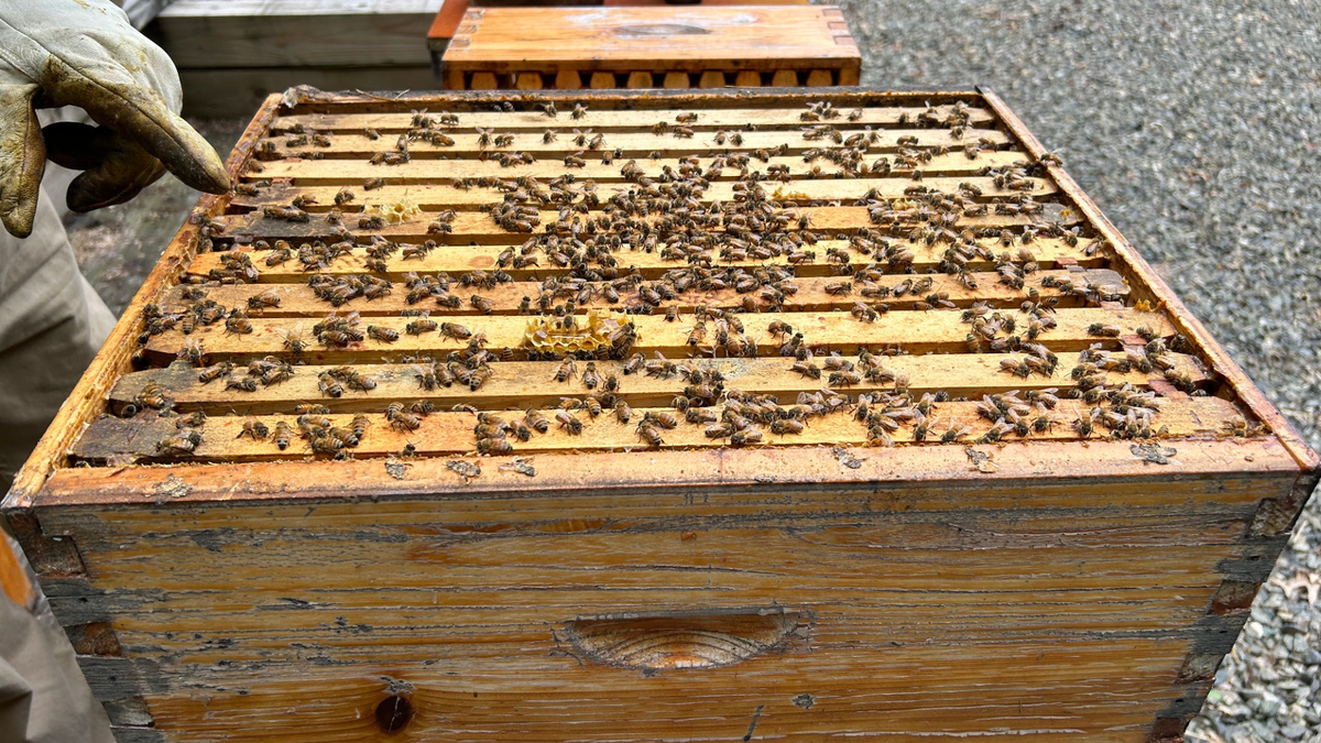 A wooden beekeeping box filled with honeybee frames covered in bees, with a gloved hand pointing at the top of the box outdoors on gravel.