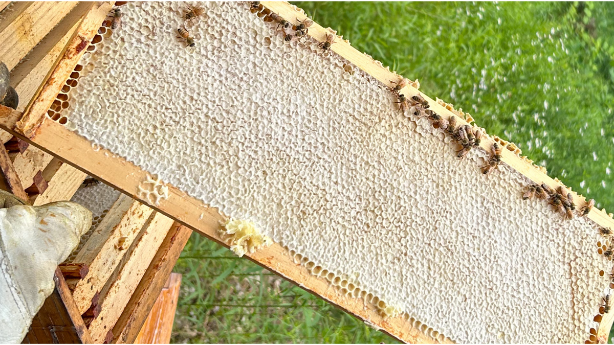 A wooden honeycomb frame covered with bees and honeycomb cells, held outdoors over a beehive with grass visible in the background.